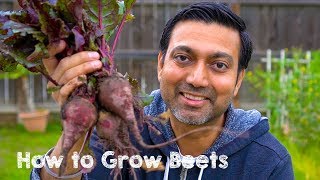 How to Grow Beets at Home [upl. by Strain112]