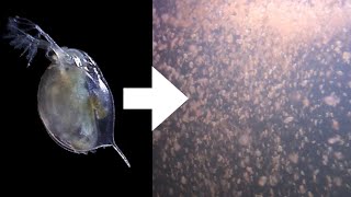 How I Culture Daphnia [upl. by Ailyn]