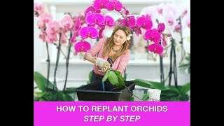 ORCHID CARE 🍃REPOTTING ORCHIDS REPLANTING ORCHIDS 🌿 Shirley Bovshow [upl. by Nalyk]