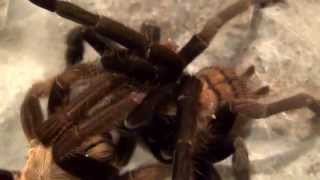 Tarantulas  The Weird and Wonderful World of Mating [upl. by Nnyltiac]