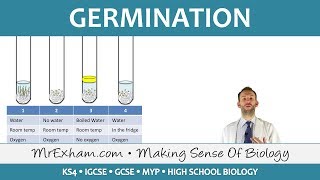 Plant reproduction  Germination  GCSE Biology 91 [upl. by Ponce]