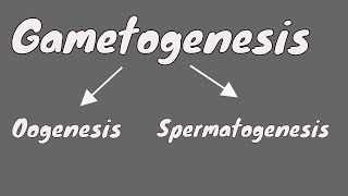 Gametogenesis  Oogeneis  Gametogenesis female  part 1 [upl. by Agrippina614]