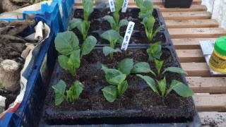 How To Take Dahlia Cuttings Part 2 February [upl. by Ardle316]