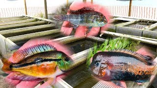 PRIVATE Rare Cichlid Fish Farm Tour [upl. by Dlawso]