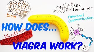 How Does Viagra Work [upl. by Atterbury]