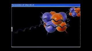 CBSE Class 12 Biology Molecular Basis of Inheritance – 2 Packaging of DNA Helix [upl. by Ahsinej426]