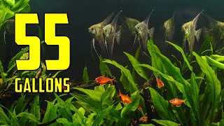 The BEST Ideas for Your 55 Gallon Aquarium [upl. by Ahtiek]