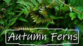 Autumn Ferns [upl. by Ynohtnaleahcim]