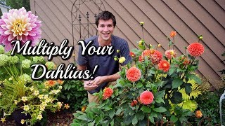 Grow Dahlias From CUTTINGS Easy Propagation Method 🌺 [upl. by Nrobyalc538]