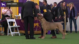 Cane Corso  Breed Judging 2020 [upl. by Miche135]