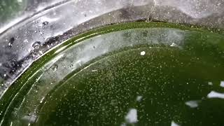 DAPHNIA MOINA CULTURE IN A SMALL BUCKET [upl. by Araid]