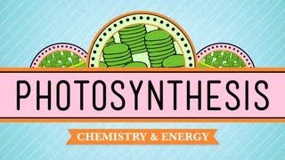 Photosynthesis Crash Course Biology 8 [upl. by Acirema901]