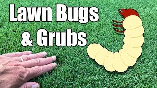 How to Kill Grubs in Lawn [upl. by Alliscirp]