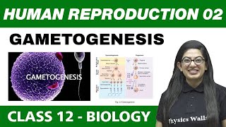 Human Reproduction 02  Gametogenesis  Class 12 NCERT [upl. by Stanwin610]