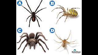 How to Identify Dangerous Spiders  HomeTeam Pest Defense [upl. by Suiradel]