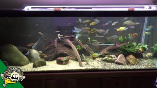 African Cichlid Fish Room Tour  Aquarium CoOp [upl. by Minni]