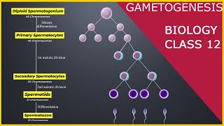 GAMETOGENESIS  Human Reproduction  Class 12 [upl. by Namus]