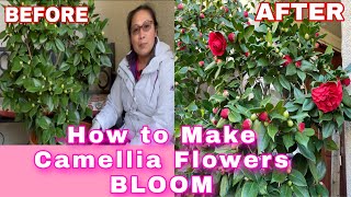 How to Make Camellia Flowers Bloom [upl. by Stanley685]