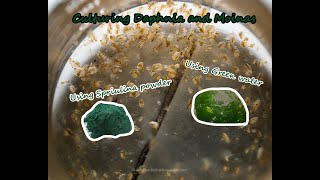 How To Culture Daphnia and Moinas using Green Water Spirulina powder [upl. by Janeta]