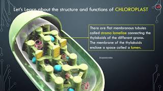 CHLOROPLAST  3D Structure Explained [upl. by Giorgio648]