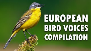 Nature sounds – European birds singing [upl. by Hans541]