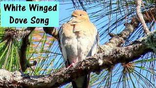 White Winged Dove Song [upl. by Hayikaz380]