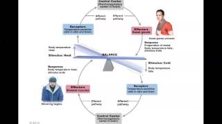 Human Anatomy and Physiology Homeostasis [upl. by Aliemaj]