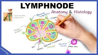 Neck US  Lymph Nodes and Abscesses [upl. by Alby]