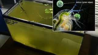 Raising Daphnia for the Freshwater Aquarium [upl. by Basham]