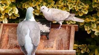 Collared Dove amp Wood Pigeon [upl. by Paucker]