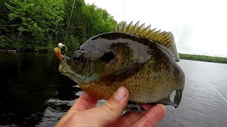 Bluegill Fishing Tips  How To Locate And Catch Big Bluegill In 2019 [upl. by Anoyi931]