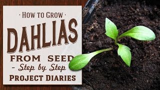 ★ How to Grow Dahlias from Seed Step by Step Guide [upl. by Westley]