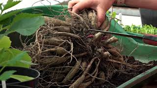 How to split dahlia tubers  Plantpassion [upl. by Antony]