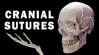 CRANIAL SUTURES ANATOMY [upl. by Seroled326]