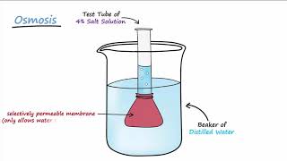 Diffusion amp Osmosis [upl. by Lashondra]