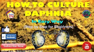 HOW TO CULTURE DAPHNIA In Easy Way [upl. by Hogue]