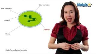 Learn Biology Cells—Chloroplasts [upl. by Enoj]