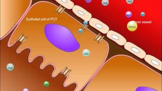 An Osmosis Video Congestive Heart Failure CHF Explained [upl. by Akinimod]