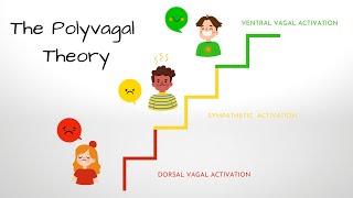 What is the Polyvagal Theory [upl. by Abba]